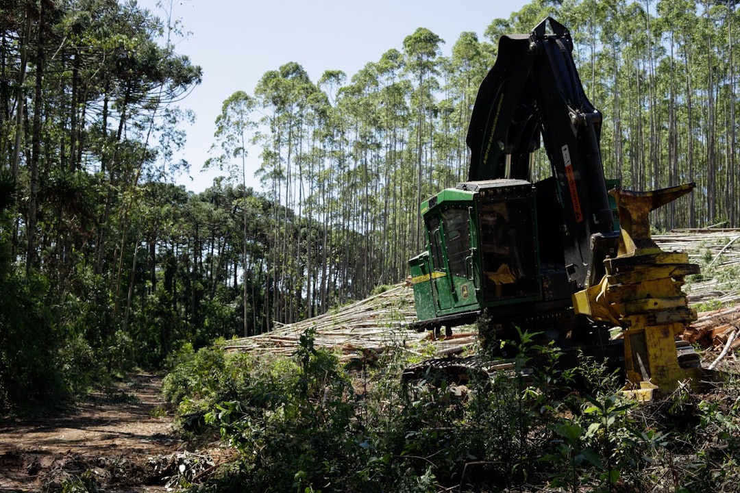corte comercial de eucaliptos